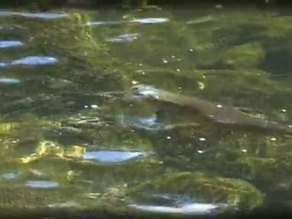 New Zealand - The Dead Drift