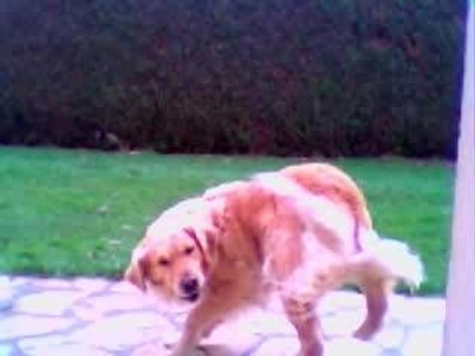 ramy
