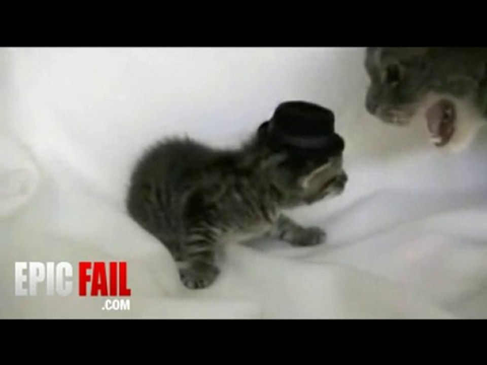 Jealous Cat Fail