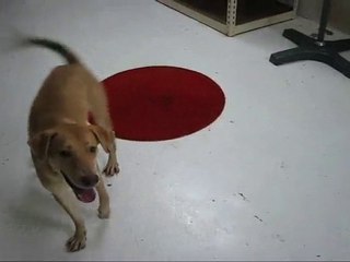Dog Training: Go to Mat - Gabriel's 2nd Session
