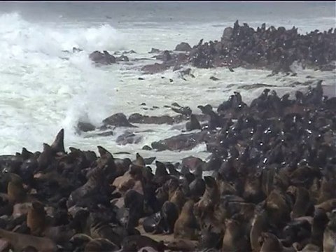 haiku de voyage en Namibie: Désert de mer