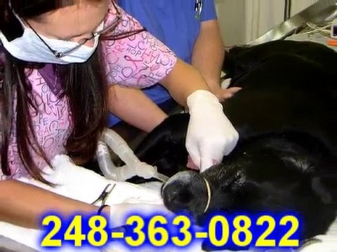 Commerce MI Pet Health, 248- 363-0822