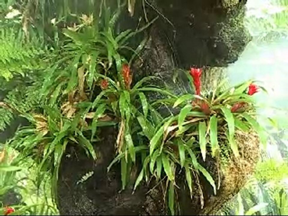 Le jardin Botanique de la Guadeloupe