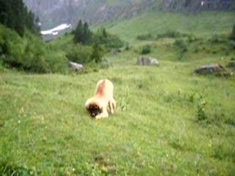 Combat pour une bouse