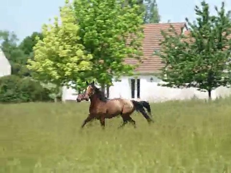 Stew et Quartz au pré