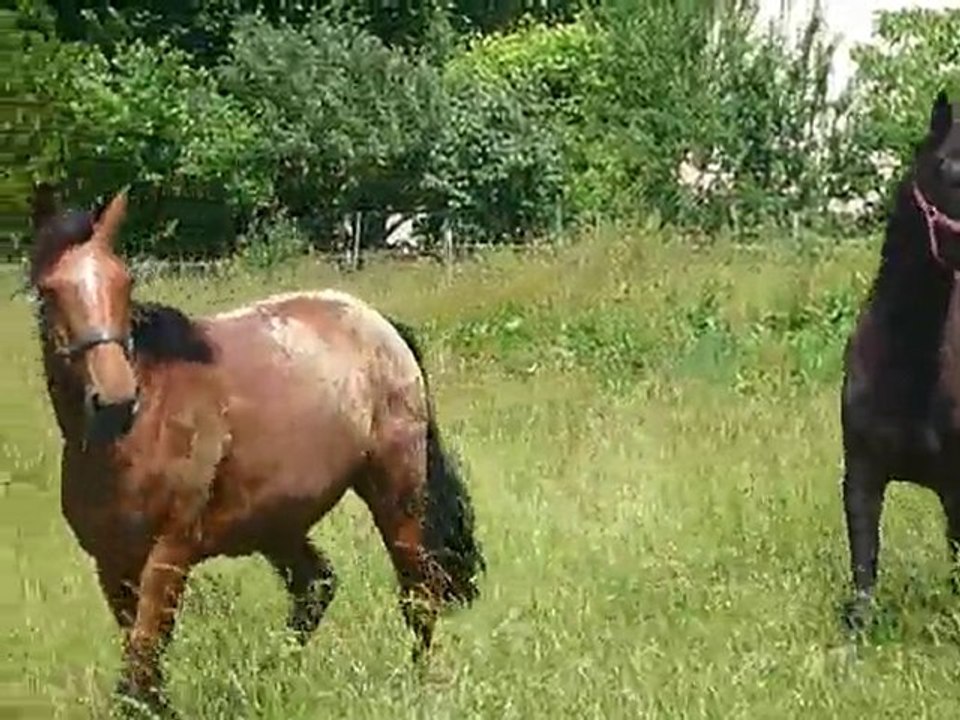 Stew et Quartz au pré 3