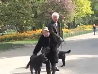 Présentation de la société Les promeneurs de chiens