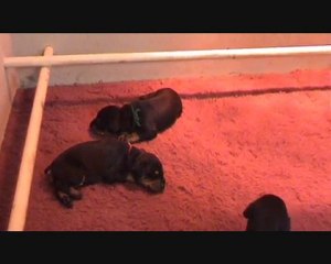 BROADWAY x JERONIMO Les premiers pas -14 jours-