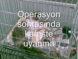 Hayvanseverler İçin...