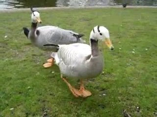 oie contente tappe des pattes