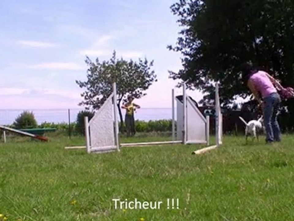 Puppy jumping bent work