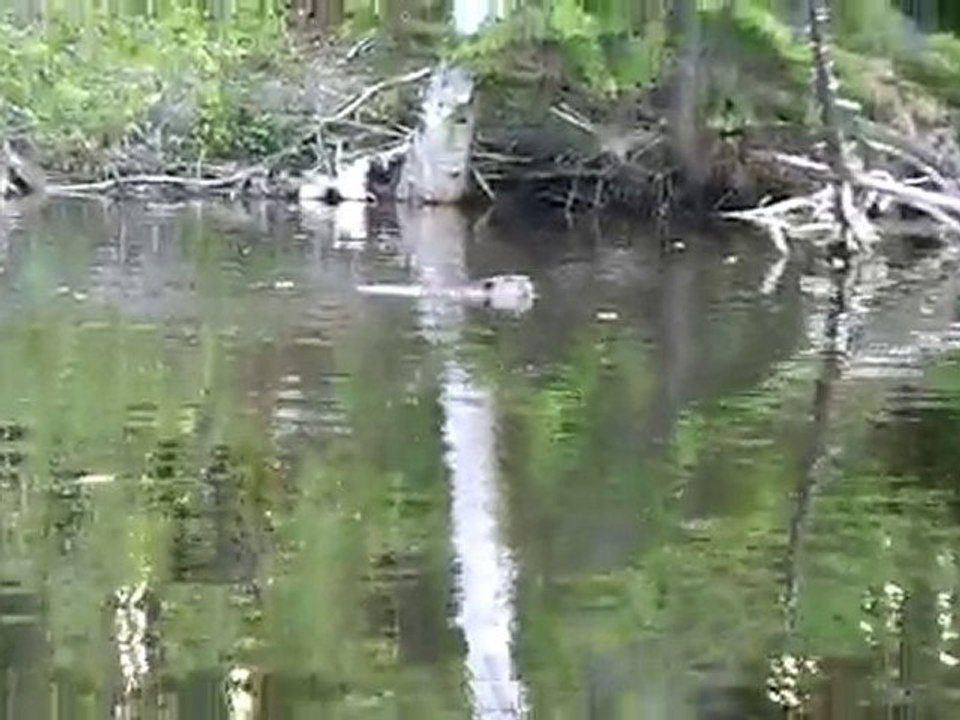 Beaver Canada