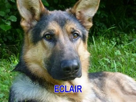 Les chiens du refuge des Amis des Bêtes à Aix les bains