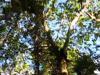 singes aux chutes ++