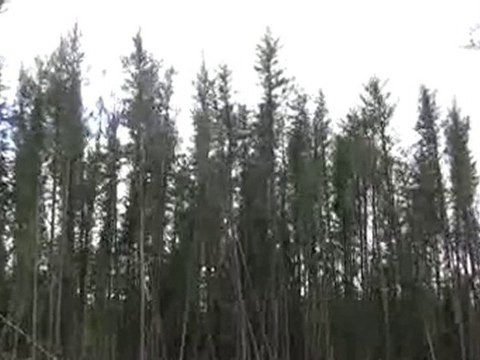 Jack Pine Forest Swaying in the Wind