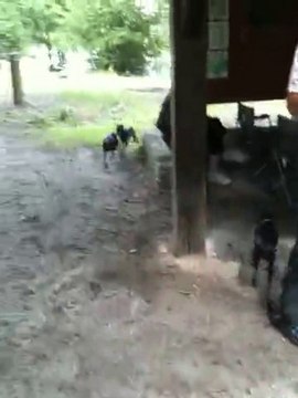 Petits lévriers italiens à Rambouillet