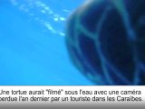 Une tortue filme sous l'eau et devient star du web