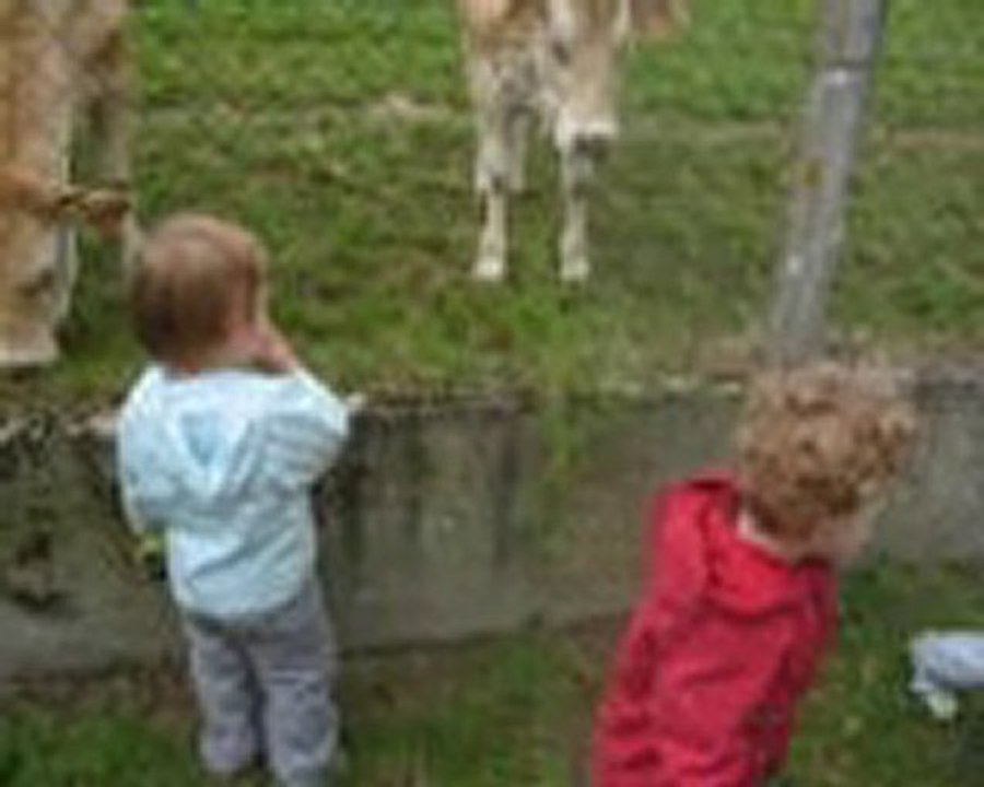 Rafael et les vaches
