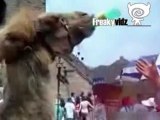 Camel Drinks a Beer