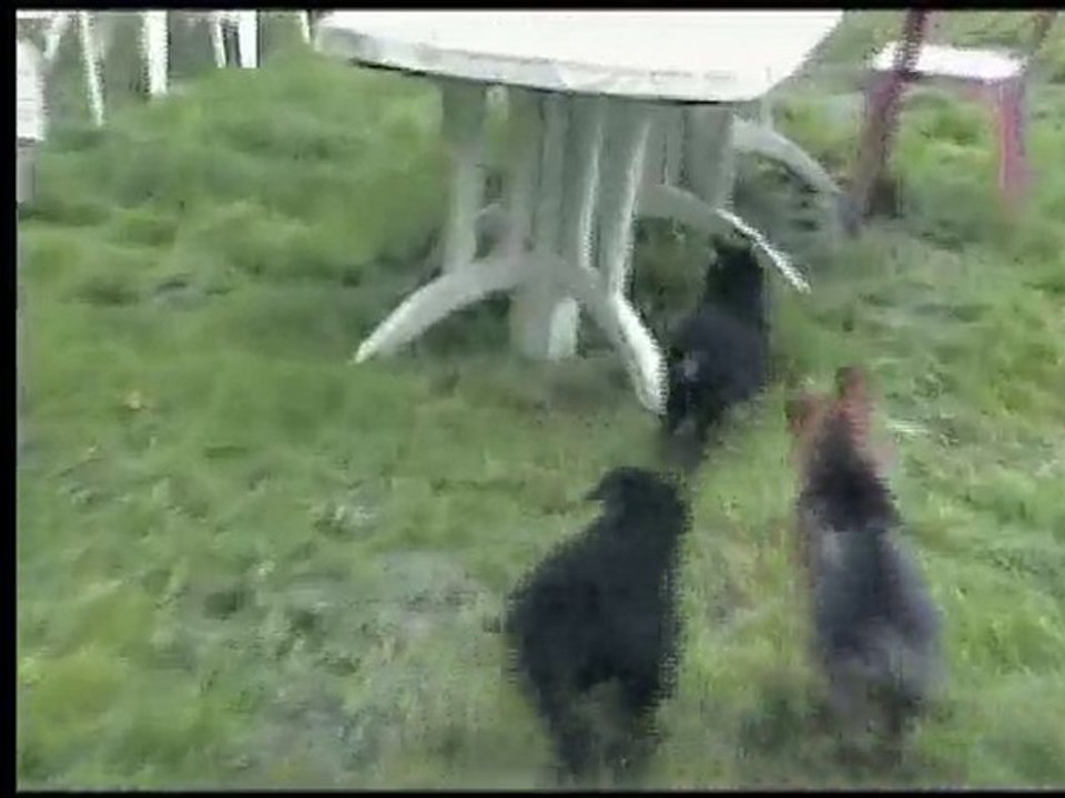 chiots vodka le 10 juin 2010