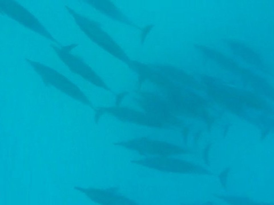 Daulphins at Mauritius