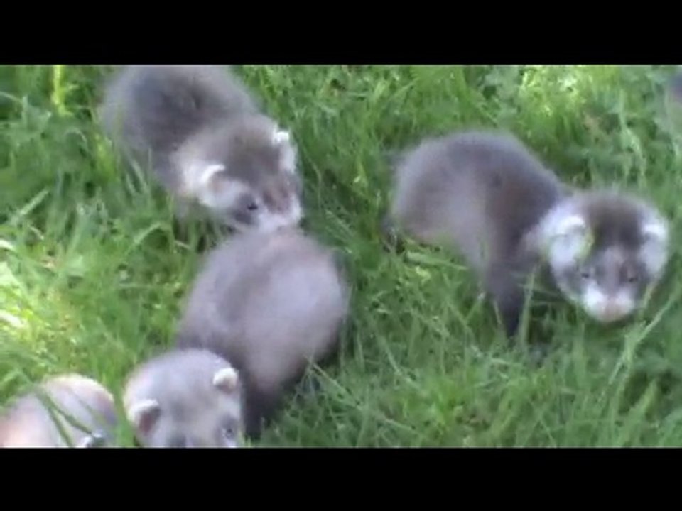 Furetons en ballade