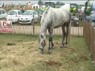 Terre en Fêtes 2010  Cheval arabe