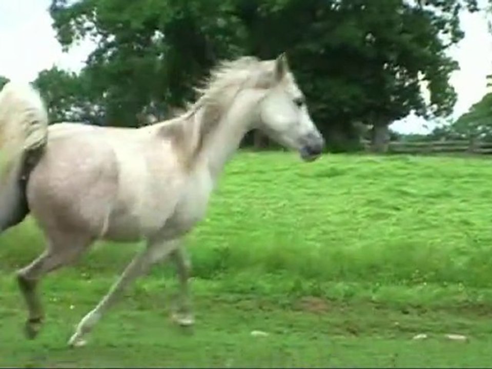 OICHA Jument 8 ans Demi-sang Arabe 75%