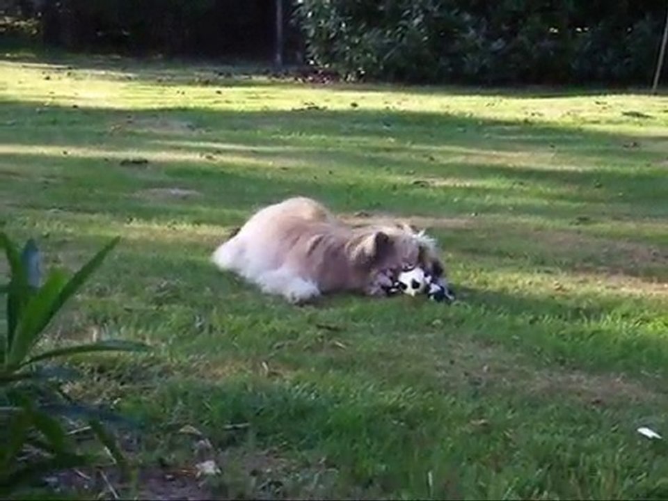 Dingle avec sa vache 17 juin 2010