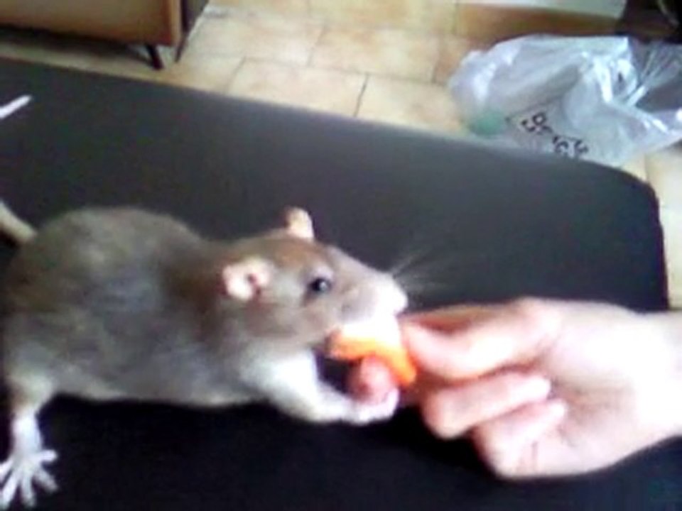 Rat VS Surimi
