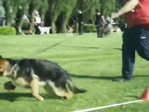 Flutter berger allemand essai expo