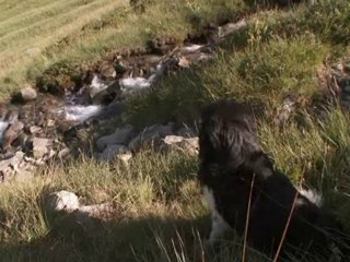 Les gardiens de nos troupeaux (Patous)