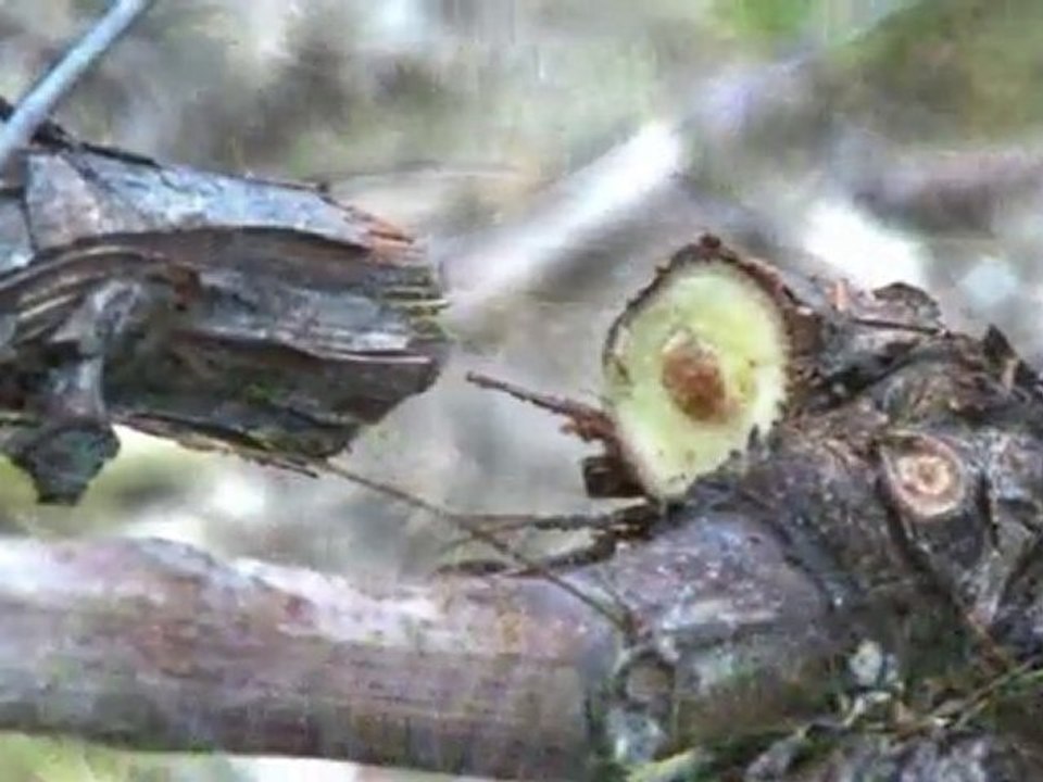Infaco - Le sécateur électronique F3010 en viticulture