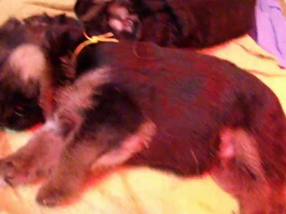 chiots de bellis à 2 semaines