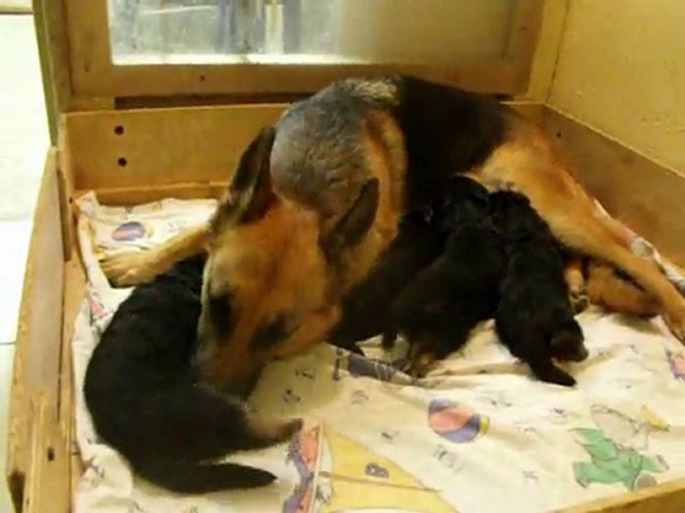 suite C chiots de bellis