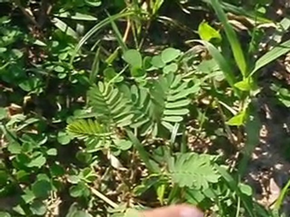 Plante magique