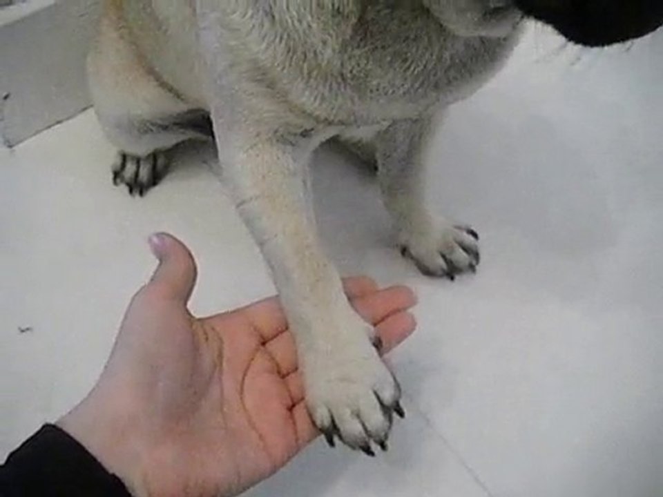 la patte