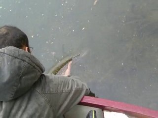 Brochet no kill Fouad 2010