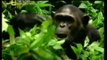 Medicina animal: Chimpances que se automedican