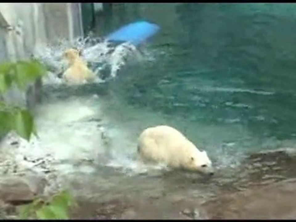 A first in Canada at the Zoo sauvage de Saint-Félicien