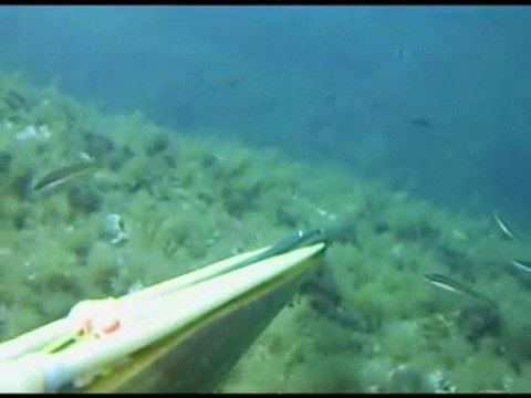 chasse sous marine cannes