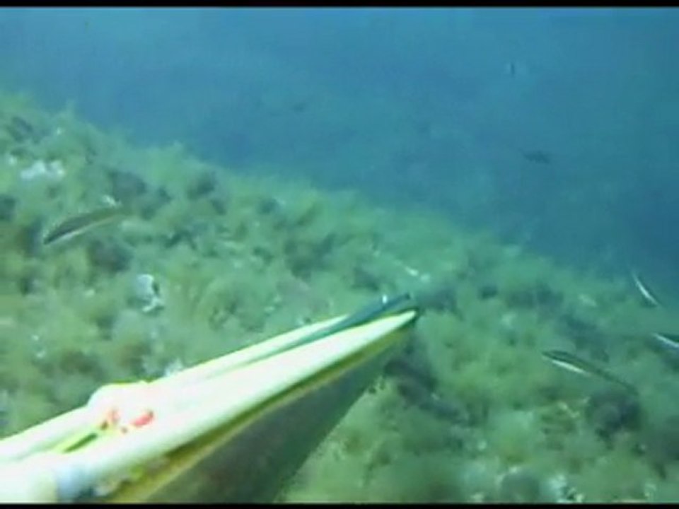 chasse sous marine cannes