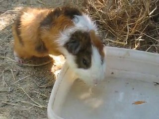 Zoo la Boissière du Doré : cochon d’Inde