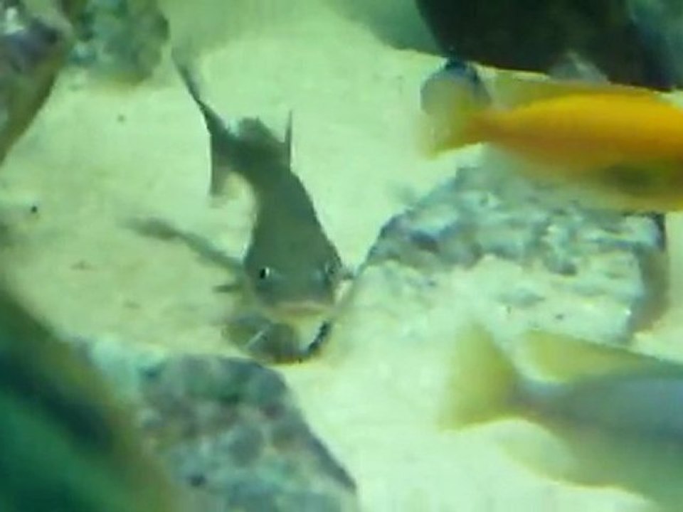 Best Malawi Aquarium - Part8