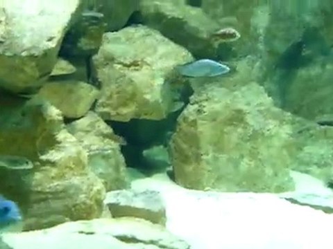 Best Malawi Aquarium - Part9