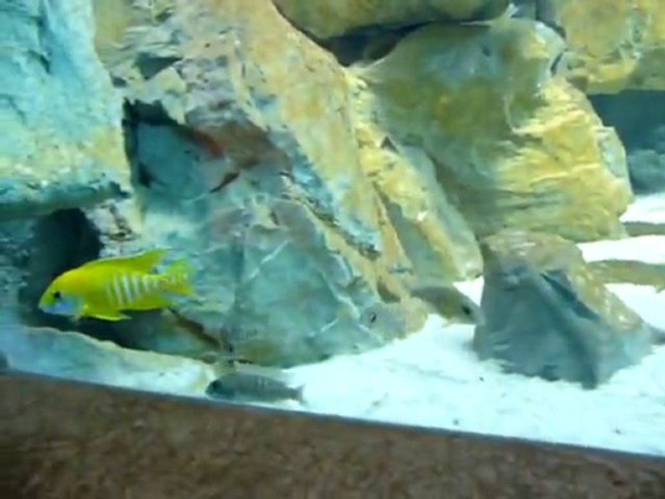 Best Malawi Aquairum - Part10