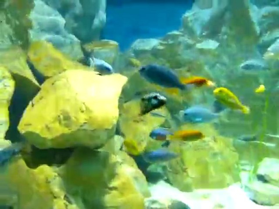 Best Malawi Aquarium - Part11
