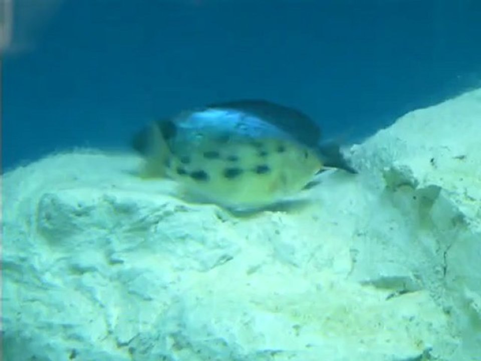 Best Malawi Aquarium - Part12