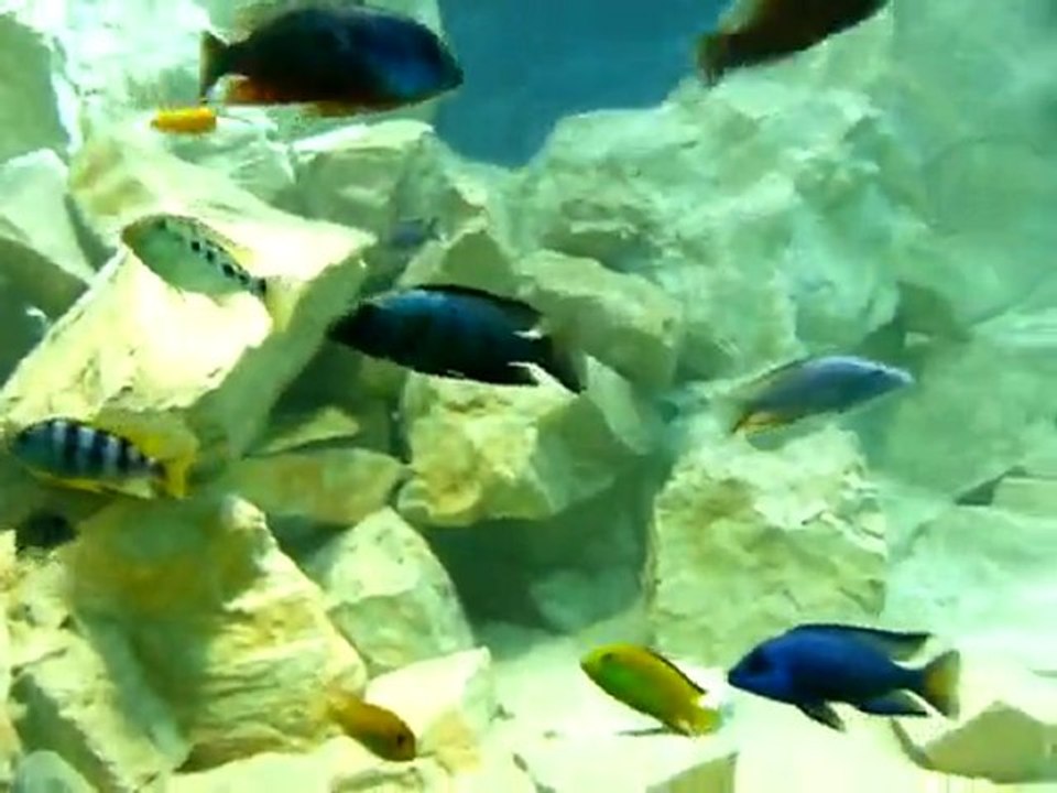 Best Malawi Aquarium - Part14