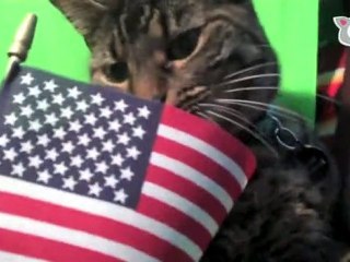 "Stars & Cat Stripes Forever" - Ultra Fur 4th of July ...